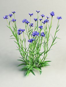 cornflower Centaurea cyanus