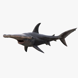 Hammerhead Shark Rigged