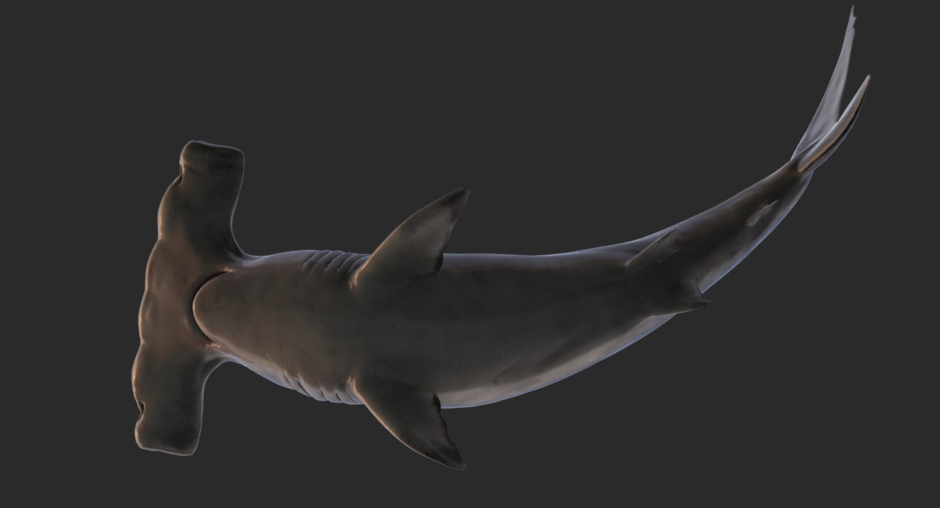 realistic hammerhead shark rigged 3d max