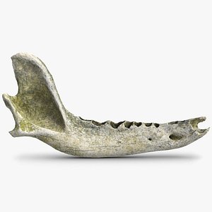 3D old dog jaw bone model