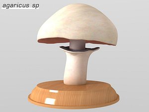 agaricus sp