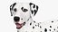 Dalmatiner Hund stehend Pose