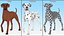 Dalmatiner Hund stehend Pose