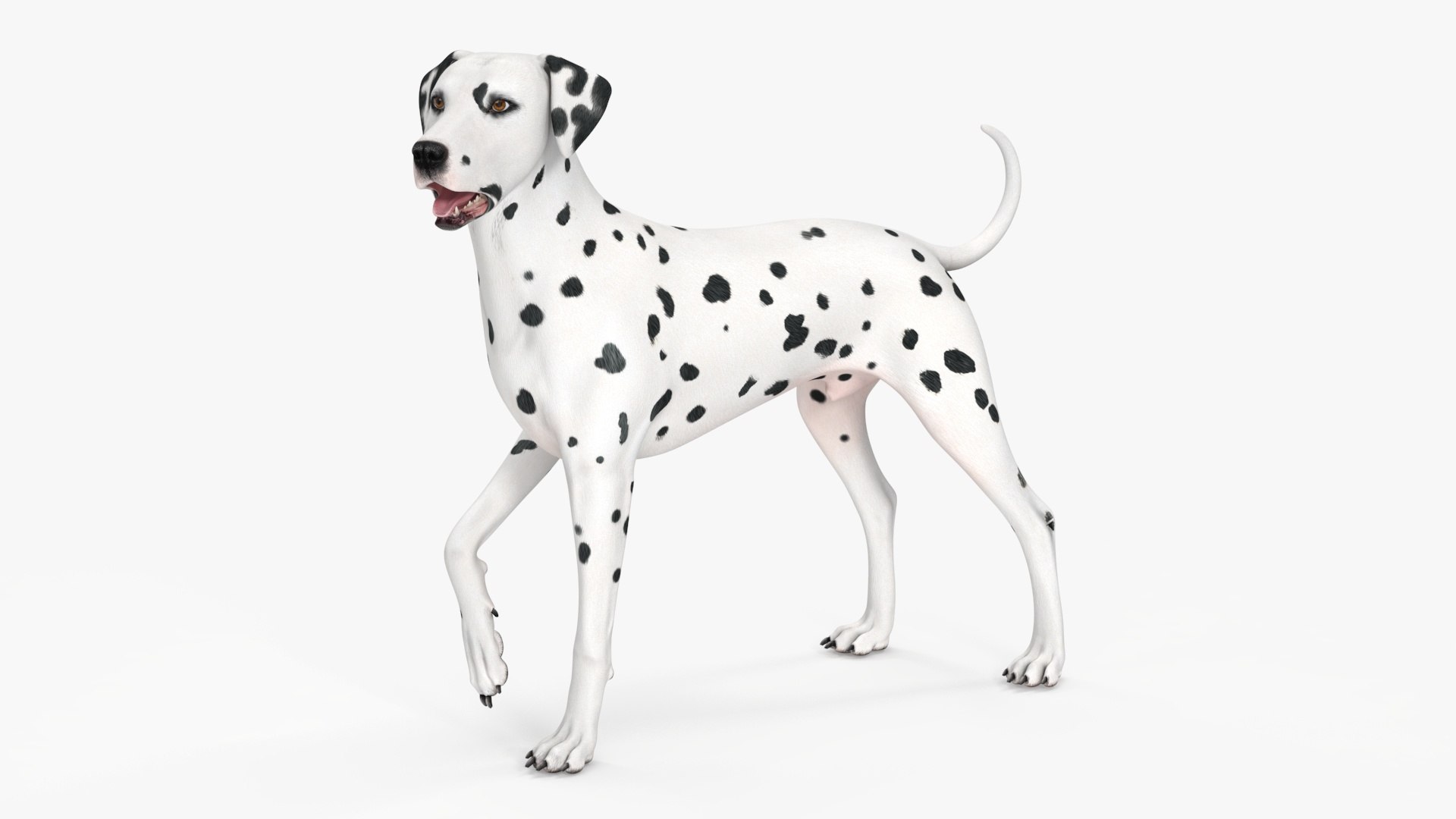 Dalmatian Dog Standing Pose 3D model preview