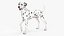 Dalmatiner Hund stehend Pose