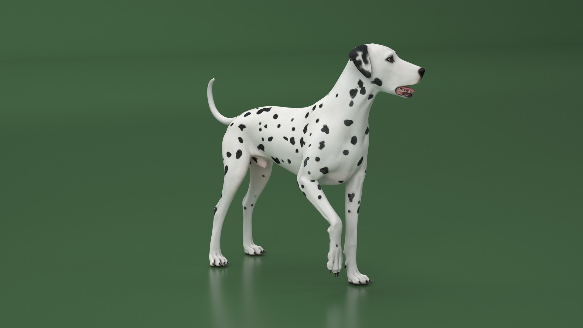 Dalmatian Dog Standing Pose 3D https://p.turbosquid.com/ts-thumb/j7/g4wiIx/hb/dalmatian_dog_standing_pose_006/jpg/1716122992/1920x1080/fit_q87/950ebd14676268158e810896a852202c384997a1/dalmatian_dog_standing_pose_006.jpg