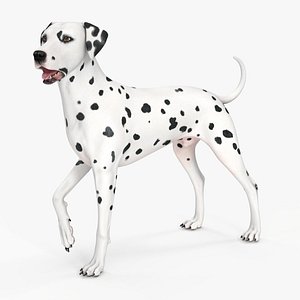 Dalmatian Dog Standing Pose 3D