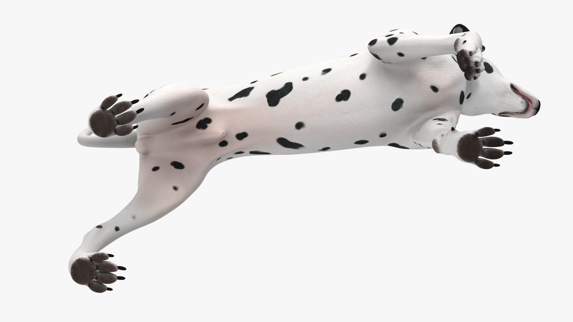 Dalmatian Dog Standing Pose 3D https://p.turbosquid.com/ts-thumb/j7/g4wiIx/us/dalmatian_dog_standing_pose_012/jpg/1716123002/1920x1080/fit_q87/b6990e77a27cddc8f3c815a21e4d7c1438d64941/dalmatian_dog_standing_pose_012.jpg