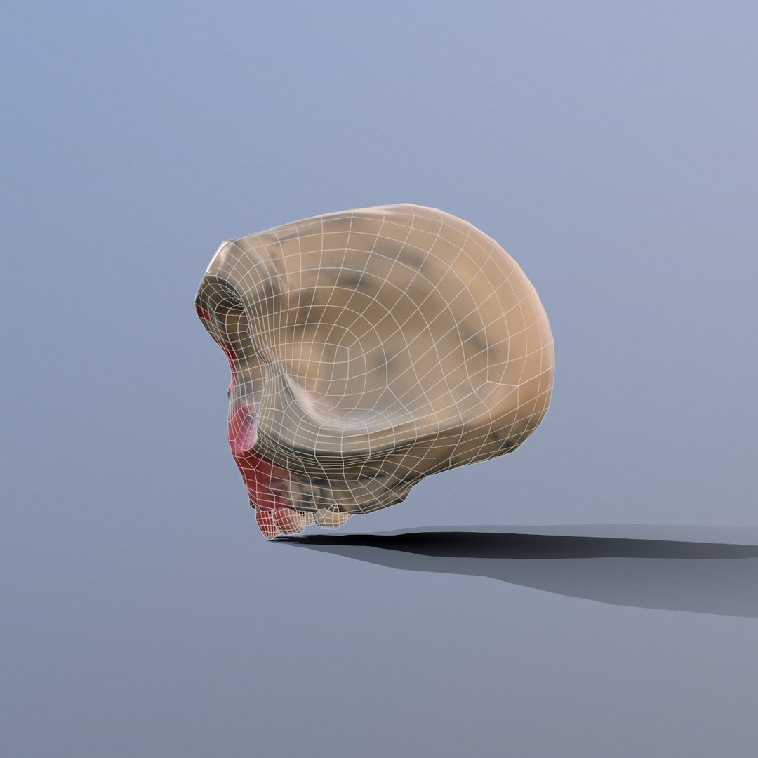 3D model skull https://p.turbosquid.com/ts-thumb/j7/z1J9sR/r63OyI2R/screenshot015/png/1556820354/1920x1080/fit_q87/1ba35813e8de929641c7fca4544843e58ffde3c5/screenshot015.jpg