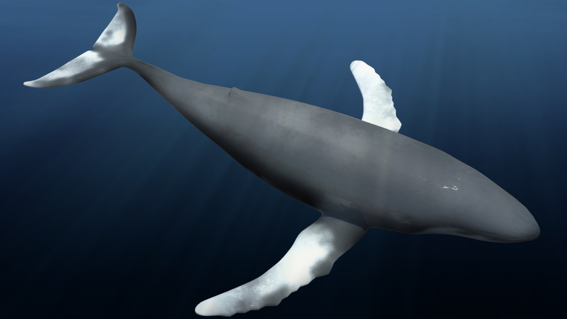 3d Rigged Hump Whale Model