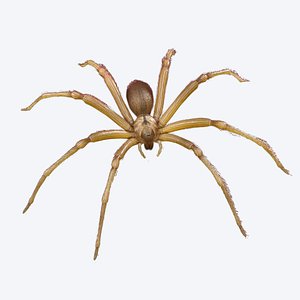 Brown Recluse Spider 3D model
