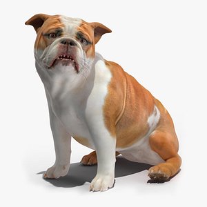 Bulldog Rigged for Cinema 4D 3D
