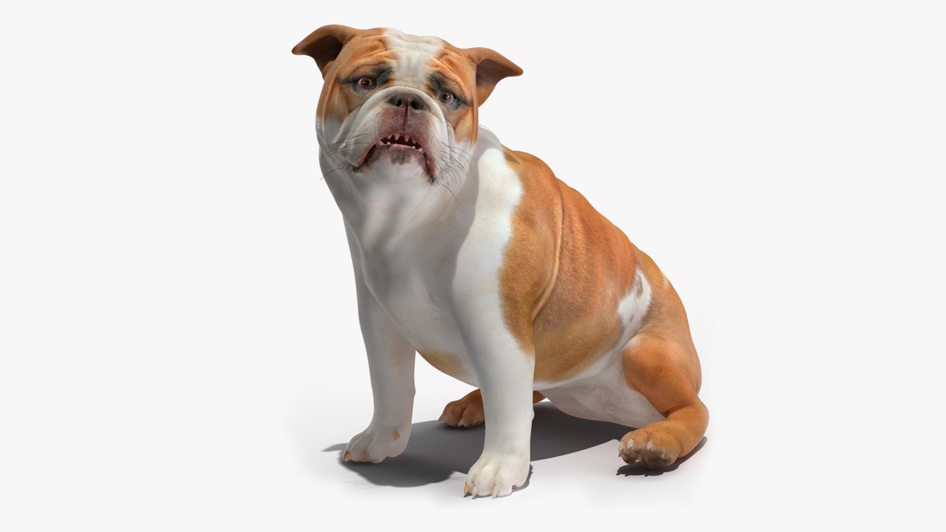 Bulldog Rigged for Cinema 4D 3D model preview