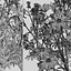 Senecio jacobaea 야생화 또는 탠시 래그워트 식물 세트