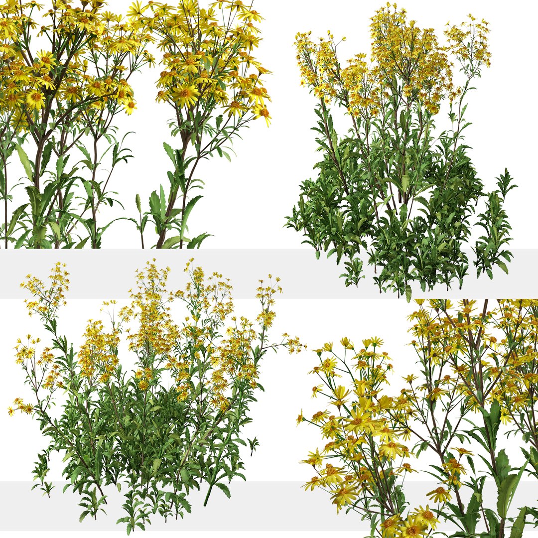 Set of Senecio jacobaea wild flowers or Tansy ragwort Plants 3D model https://p.turbosquid.com/ts-thumb/j8/FqBYPR/8y/seneciojacobaea3/jpg/1664725106/1920x1080/fit_q87/63ab675563033dddedfb1e9aadfb39819e7ecd48/seneciojacobaea3.jpg