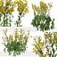 Senecio jacobaea 야생화 또는 탠시 래그워트 식물 세트