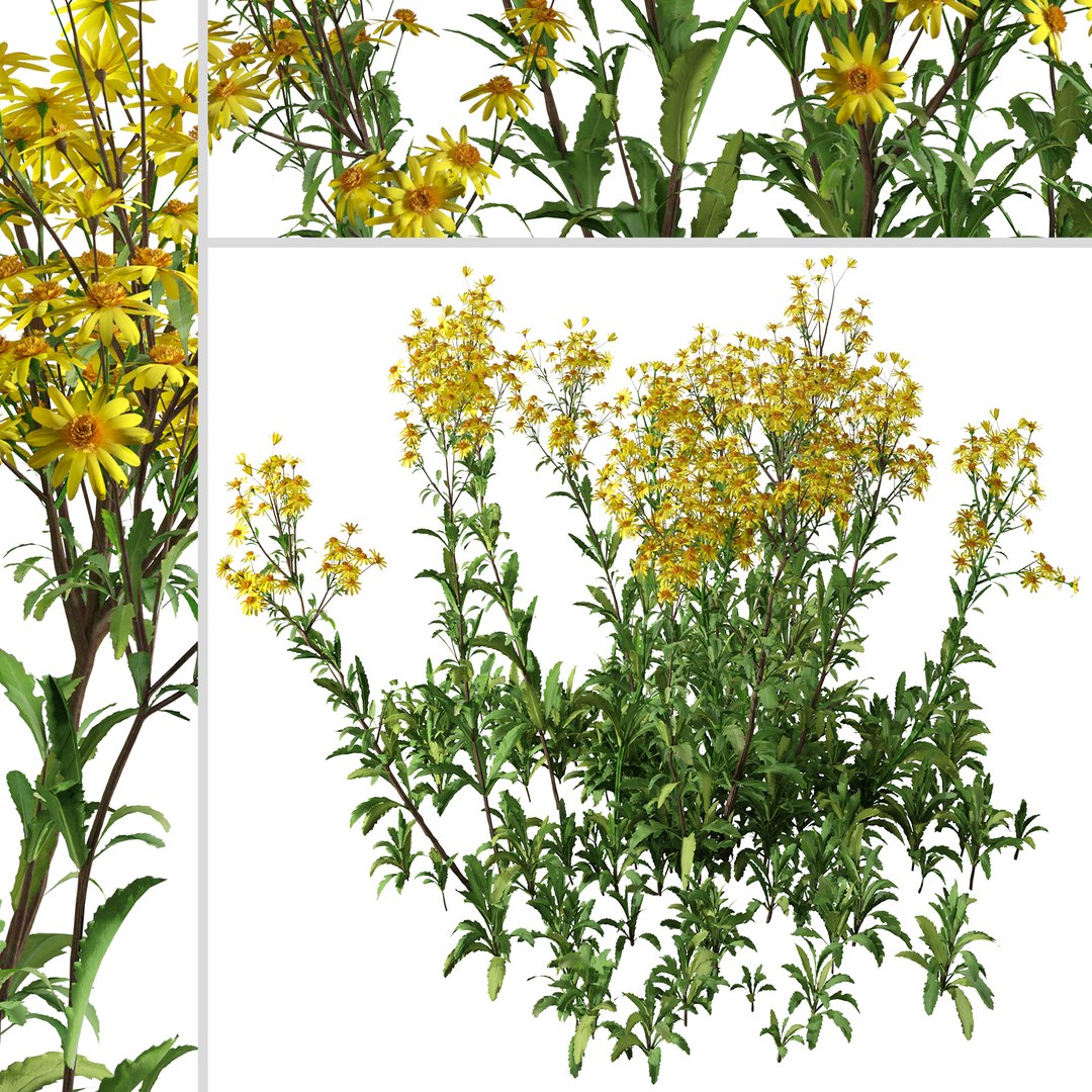 Set of Senecio jacobaea wild flowers or Tansy ragwort Plants 3D model https://p.turbosquid.com/ts-thumb/j8/FqBYPR/9h/seneciojacobaea2/jpg/1664725104/1920x1080/fit_q87/f9d2c74d8630b3620c7ba014b9869fd0a36a1d49/seneciojacobaea2.jpg