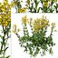 Senecio jacobaea 야생화 또는 탠시 래그워트 식물 세트