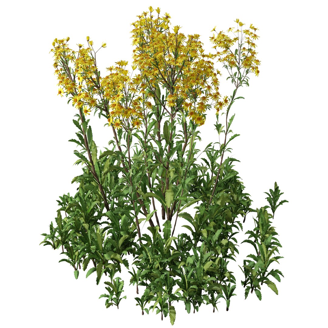 Set of Senecio jacobaea wild flowers or Tansy ragwort Plants 3D model https://p.turbosquid.com/ts-thumb/j8/FqBYPR/BA/seneciojacobaea5/jpg/1664725207/1920x1080/fit_q87/06c99a0cf3b0fda13d211daf94c1d39caf05f433/seneciojacobaea5.jpg