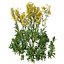 Senecio jacobaea 야생화 또는 탠시 래그워트 식물 세트