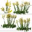 Senecio jacobaea 야생화 또는 탠시 래그워트 식물 세트