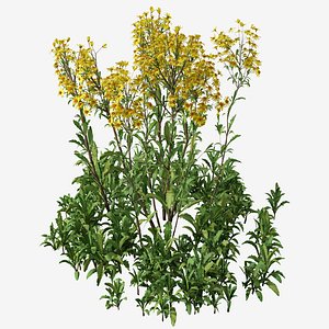 Set of Senecio jacobaea wild flowers or Tansy ragwort Plants