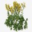 Senecio jacobaea 야생화 또는 탠시 래그워트 식물 세트