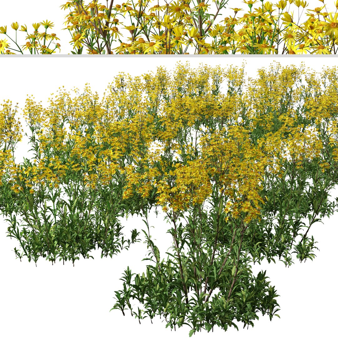 Set of Senecio jacobaea wild flowers or Tansy ragwort Plants 3D model https://p.turbosquid.com/ts-thumb/j8/FqBYPR/wm/seneciojacobaea1/jpg/1664725121/1920x1080/fit_q87/2fa0ee33ed622062fd300cb7245d56efc5506171/seneciojacobaea1.jpg