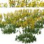 Senecio jacobaea 야생화 또는 탠시 래그워트 식물 세트