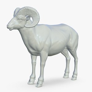 Dall Sheep