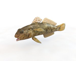 3D fish aquarium model