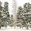 Winter green spruce forest 3D model