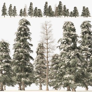 Winter green spruce forest