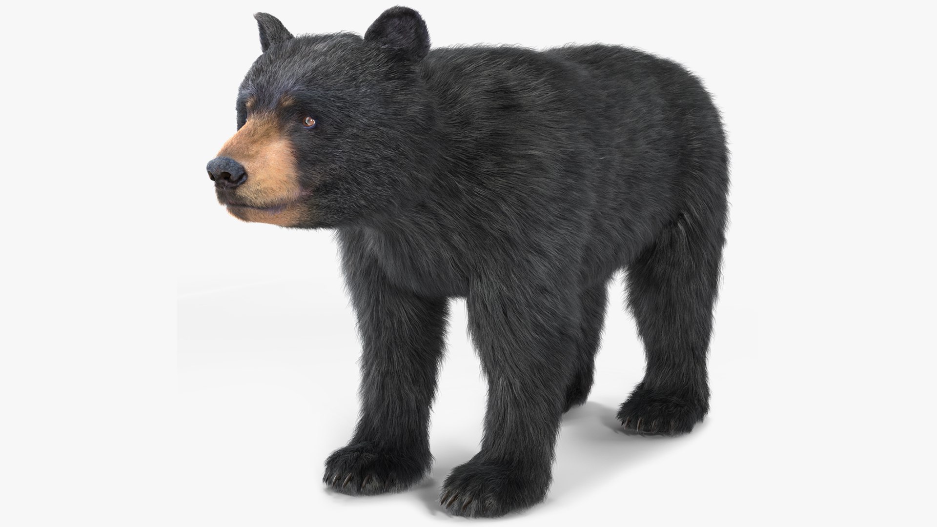 Young Black Bear Fur 3D model preview