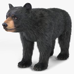 Young Black Bear Fur