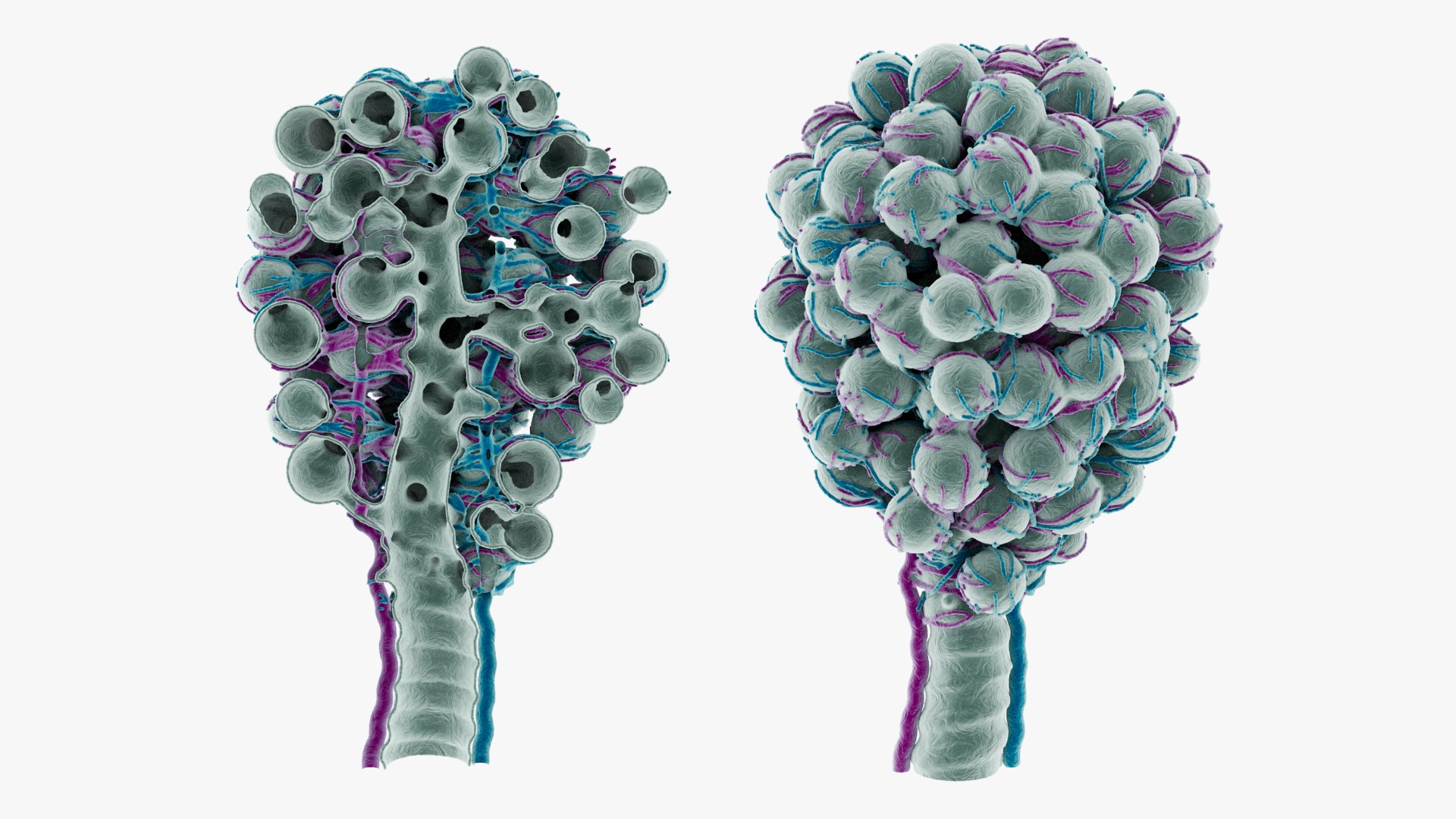 Alveoli Capillaries 3D Model - TurboSquid 2239076