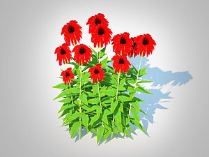 Echinacea Tomato Soup - Coneflower
