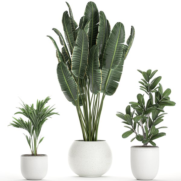 Plants interior white 3D model - TurboSquid 1598172