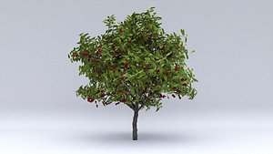 3D model cherry laurel fruits