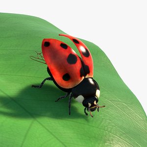 3d model rigged ladybug