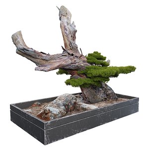 Bonsai plant10 3D model