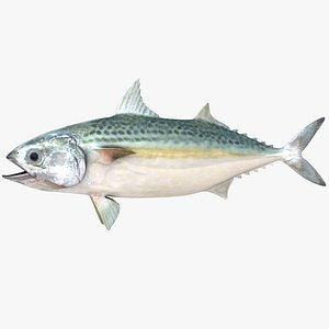 Indian Mackerel
