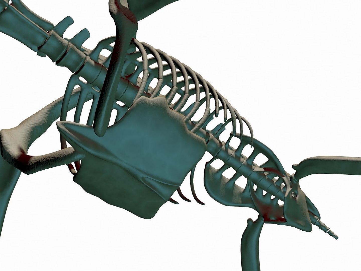 pteronodon skeleton dino 3D model https://p.turbosquid.com/ts-thumb/j8/wsDo1z/Uk/r07/jpg/1739245447/1920x1080/fit_q87/a7f85133e6b3bfc250c04cf7bb48bbf2e834b478/r07.jpg