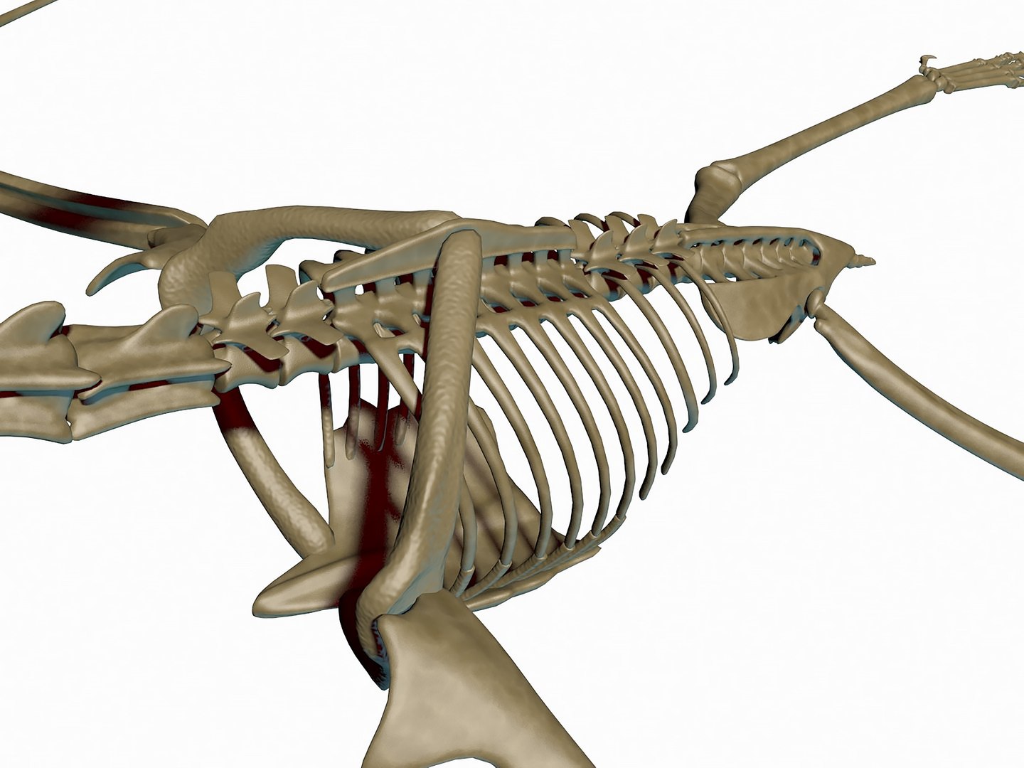 pteronodon skeleton dino 3D model https://p.turbosquid.com/ts-thumb/j8/wsDo1z/qT/r03/jpg/1739245433/1920x1080/fit_q87/04ba52992b2e191a724d7560c13b622a6b43c061/r03.jpg