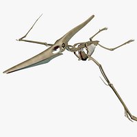 Dino Pteronodon Skeleton