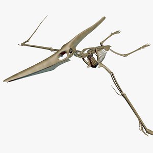 Dino Pteronodon Skeleton