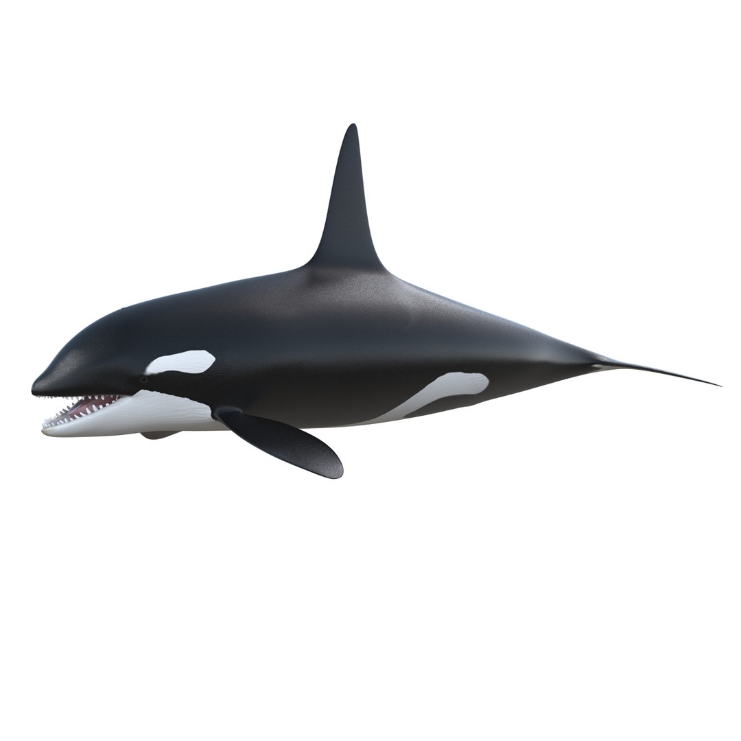 3d killer whale orca https://p.turbosquid.com/ts-thumb/j8/zeqk4y/2PVnUZWy/whale_0018/jpg/1426172934/1920x1080/fit_q87/0646d620b2004f32d315c21bbfa8ca72946ba2fe/whale_0018.jpg