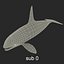 Killer whale