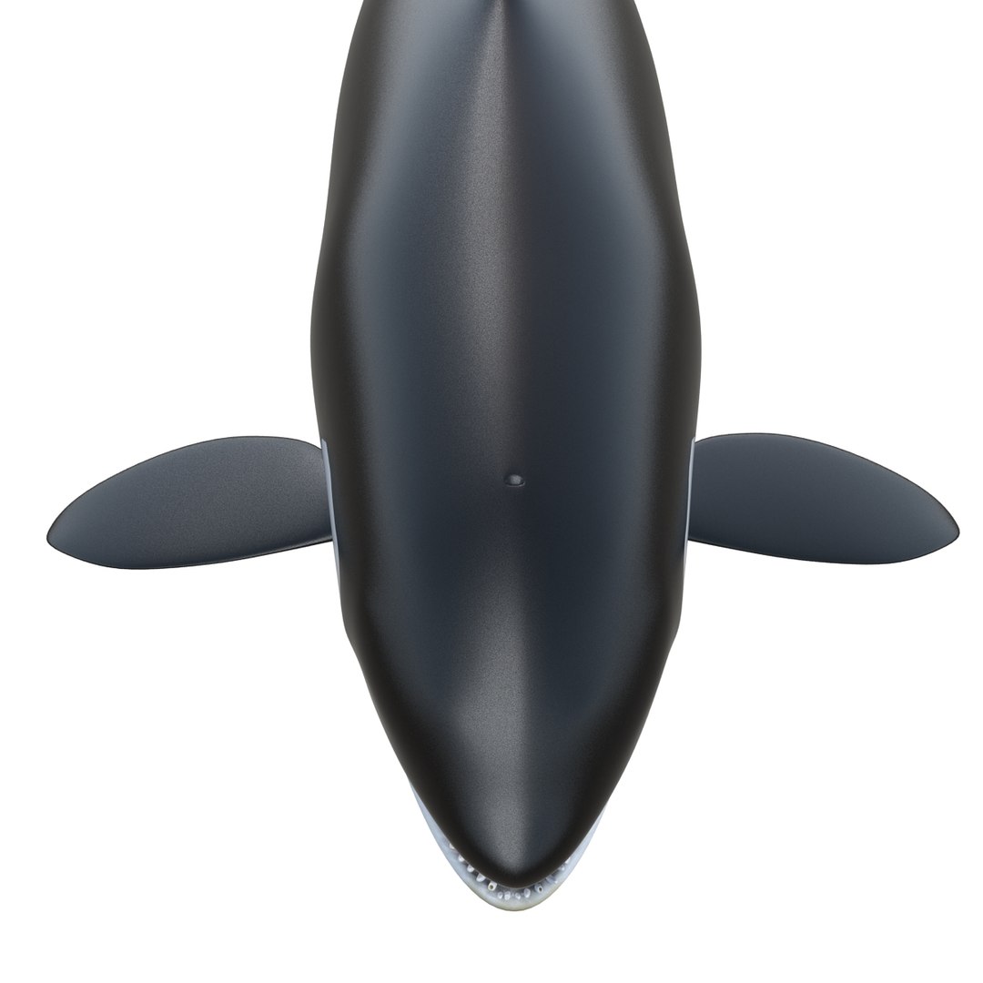3d killer whale orca https://p.turbosquid.com/ts-thumb/j8/zeqk4y/6aDx4VcL/whale_0010/jpg/1426172934/1920x1080/fit_q87/932f7532e8c11f7f45f6db4ab31a370379bbaf64/whale_0010.jpg