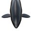 Killer whale